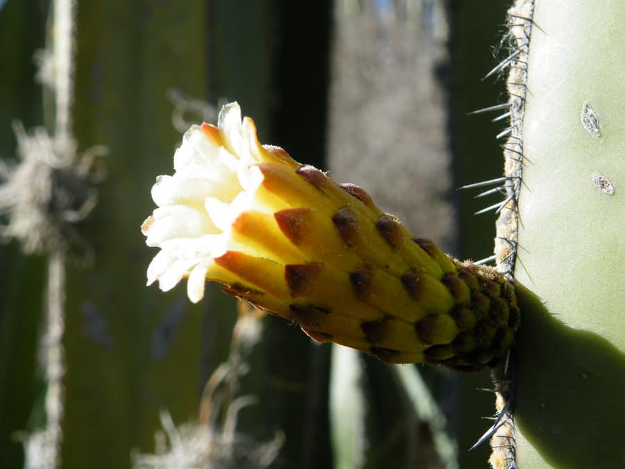 pachycereus marginatus