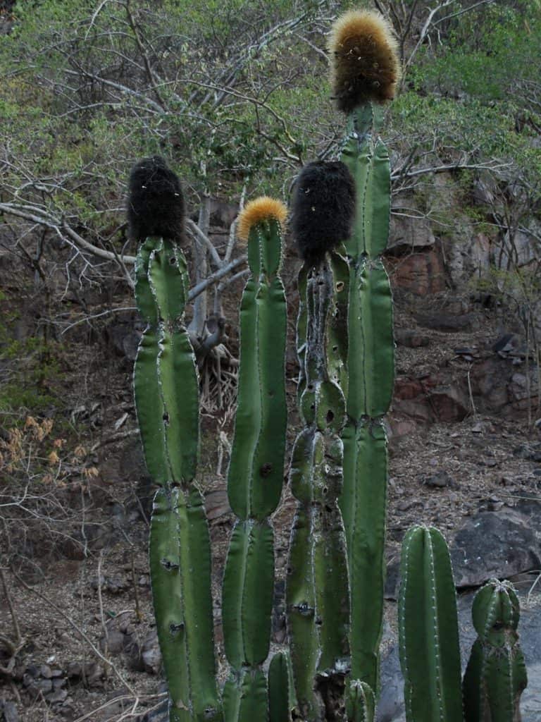 pachycereus militaris