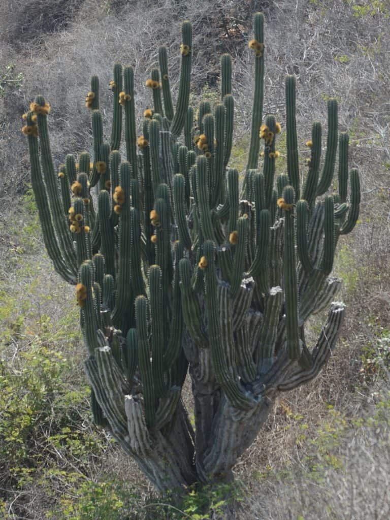 pachycereus pecten aboriginum