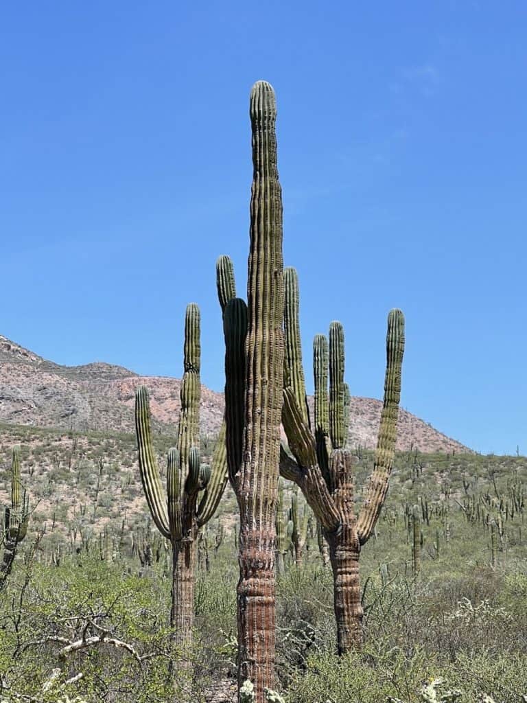 pachycereus pringlei