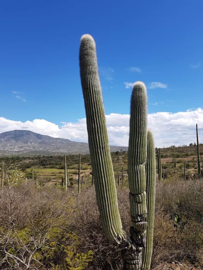 pachycereus ruficeps