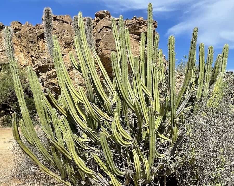 pachycereus schottii