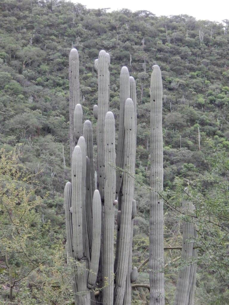 pachycereus tetetzo