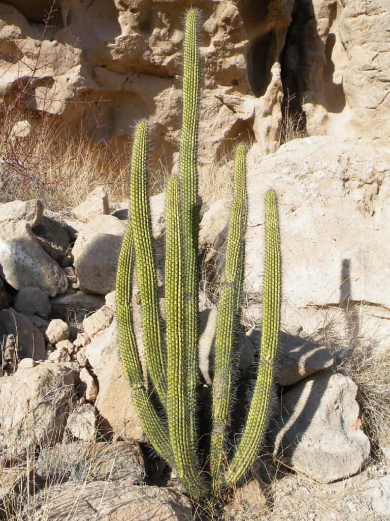 pachycereus thurberi