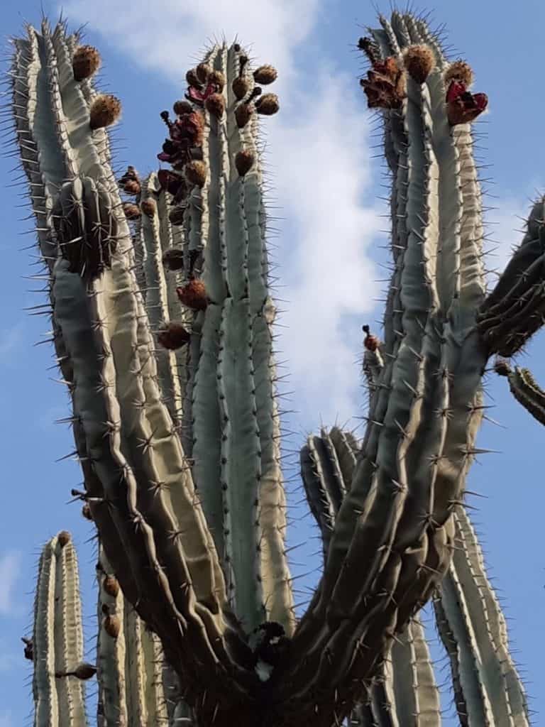 pachycereus weberi