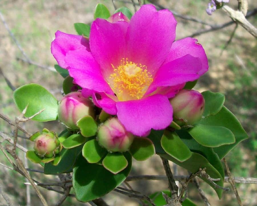 pereskia bahiensis