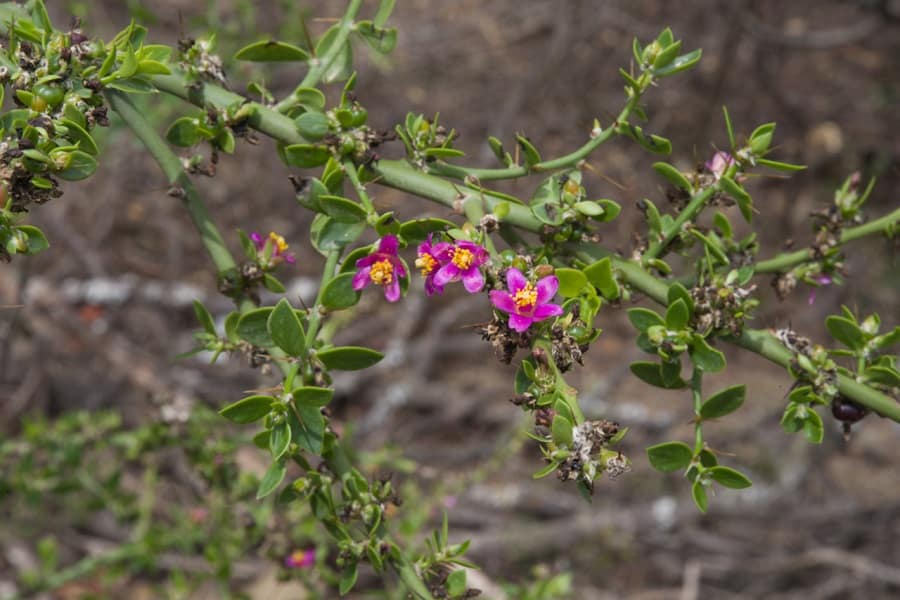 pereskia diaz romeroana