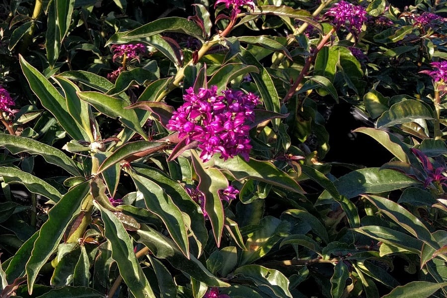 pereskia grandifolia ssp violacea