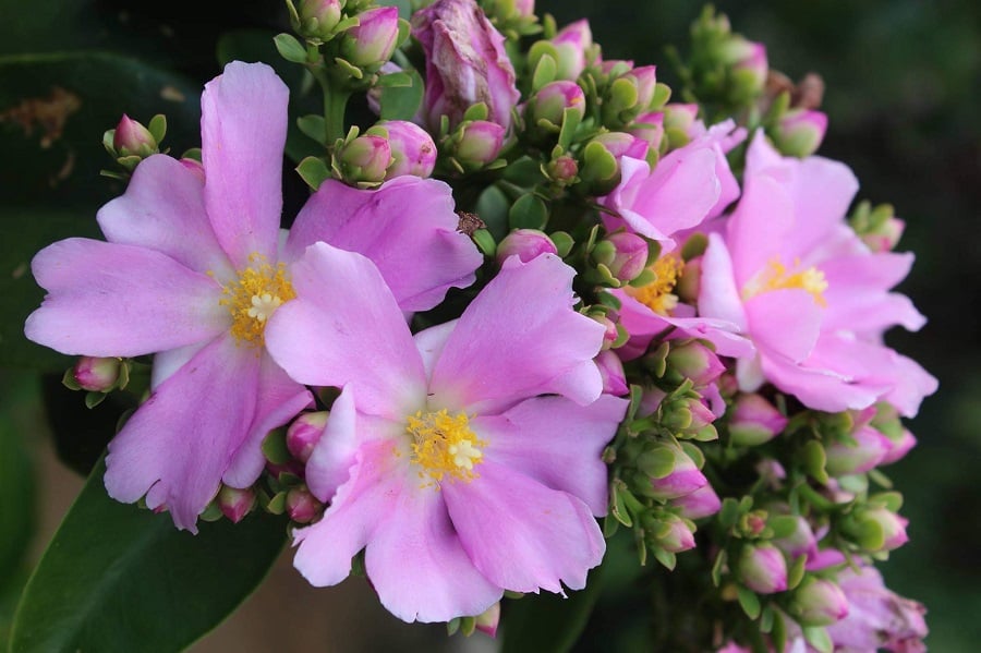 pereskia grandifolia