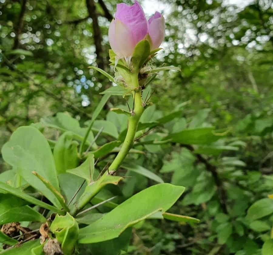 pereskia nemorosa