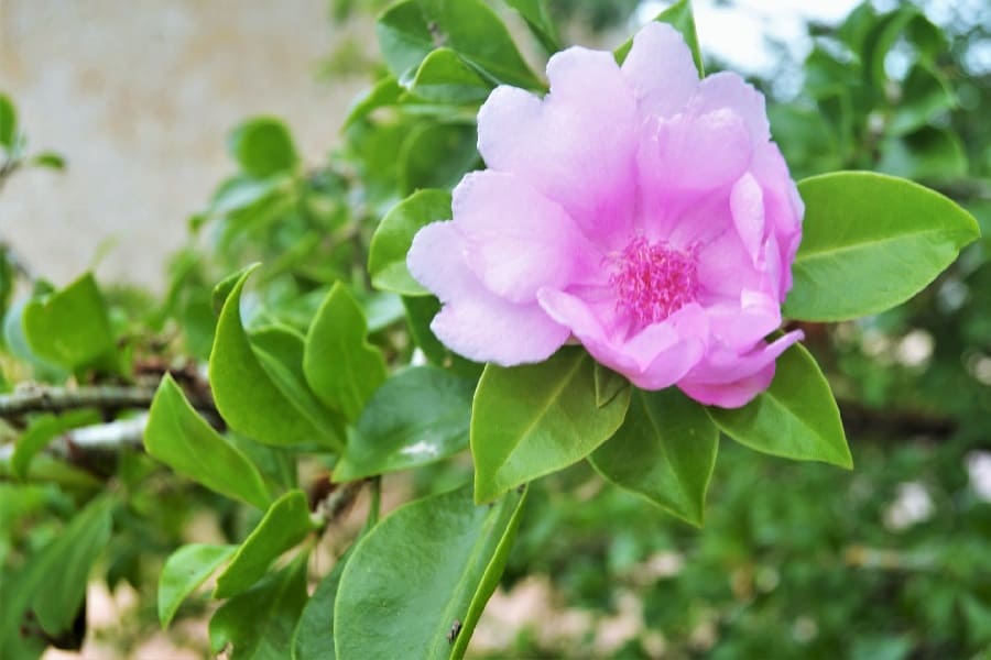 pereskia quisqueyana