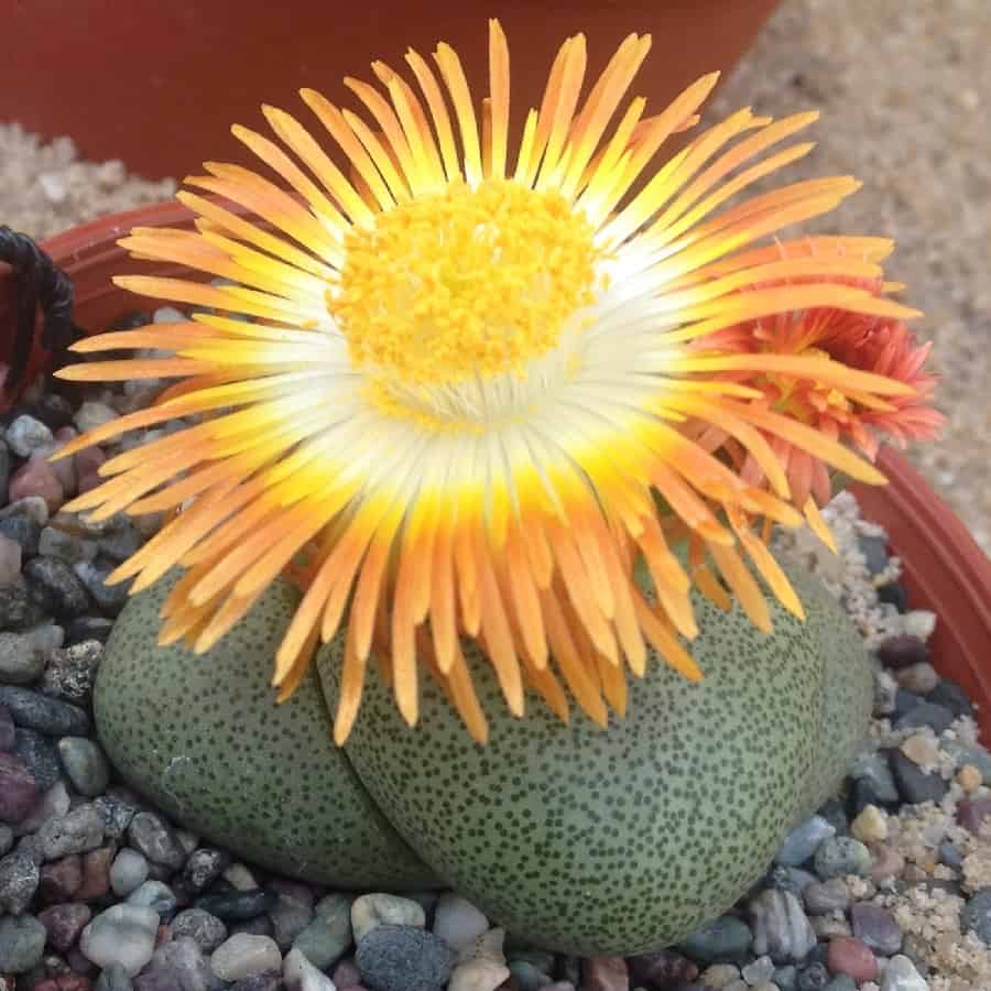 pleiospilos nelii