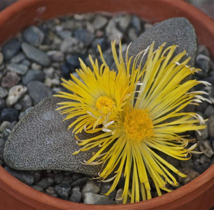 pleiospilos simulans