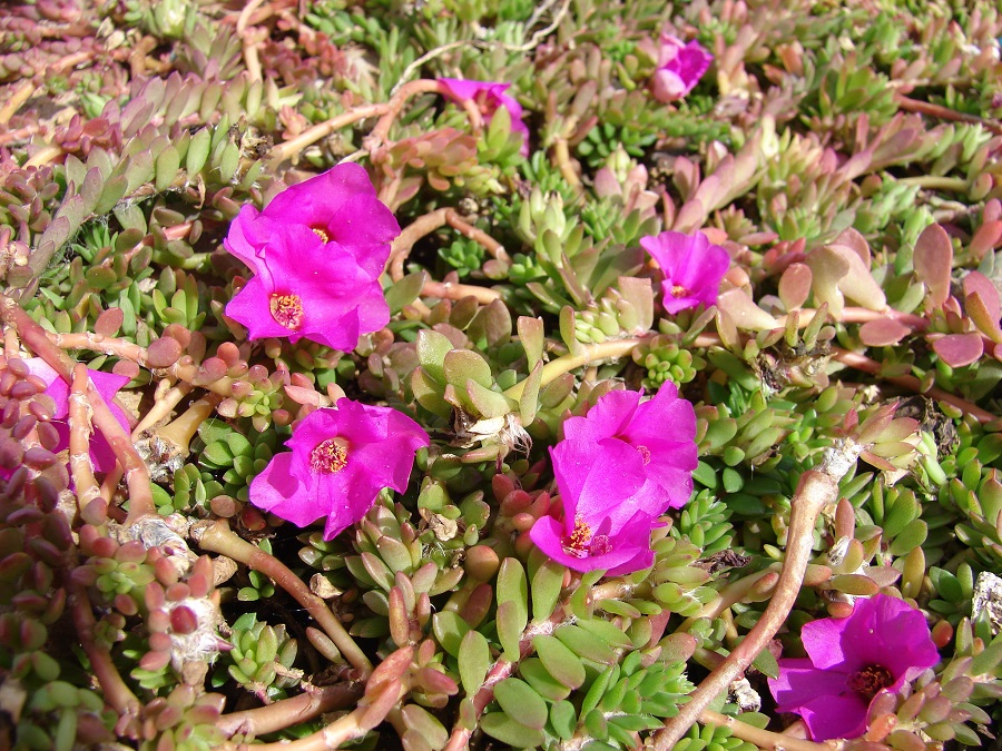 portulaca amilis