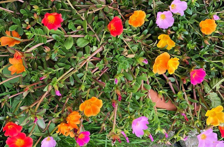 portulaca grandiflora