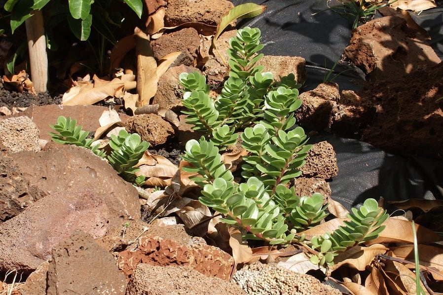 portulaca lutea