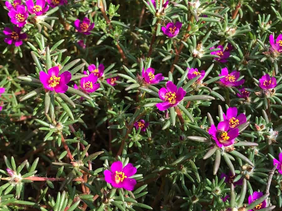 portulaca pilosa