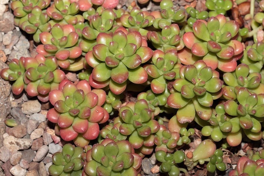 sedum lucidum