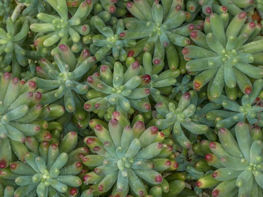 sedum pachyphyllum