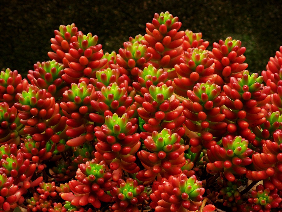 sedum rubrotinctum