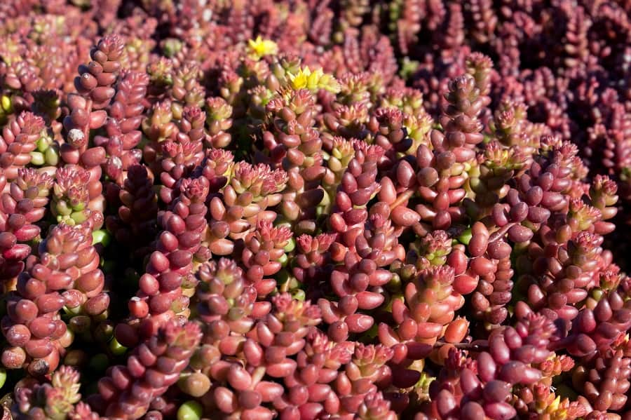 sedum stahlii