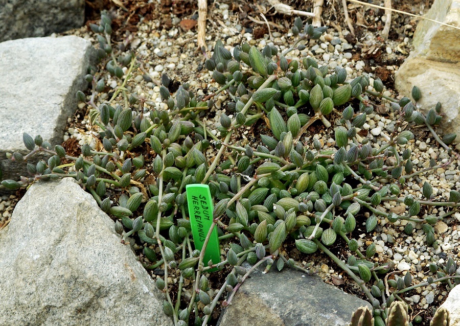 senecio herreianus