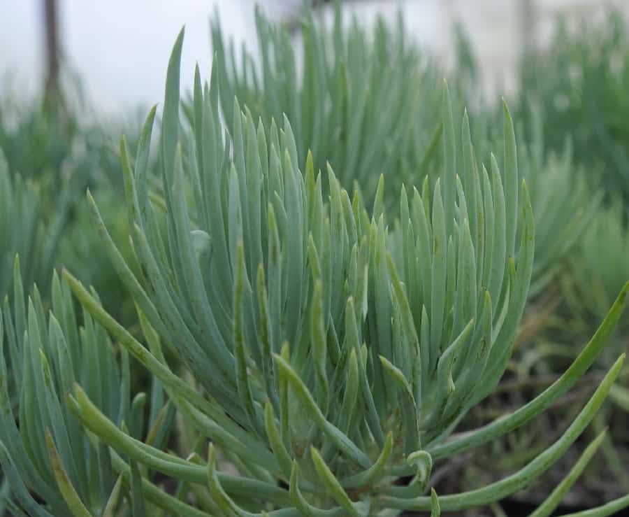 senecio vitalis