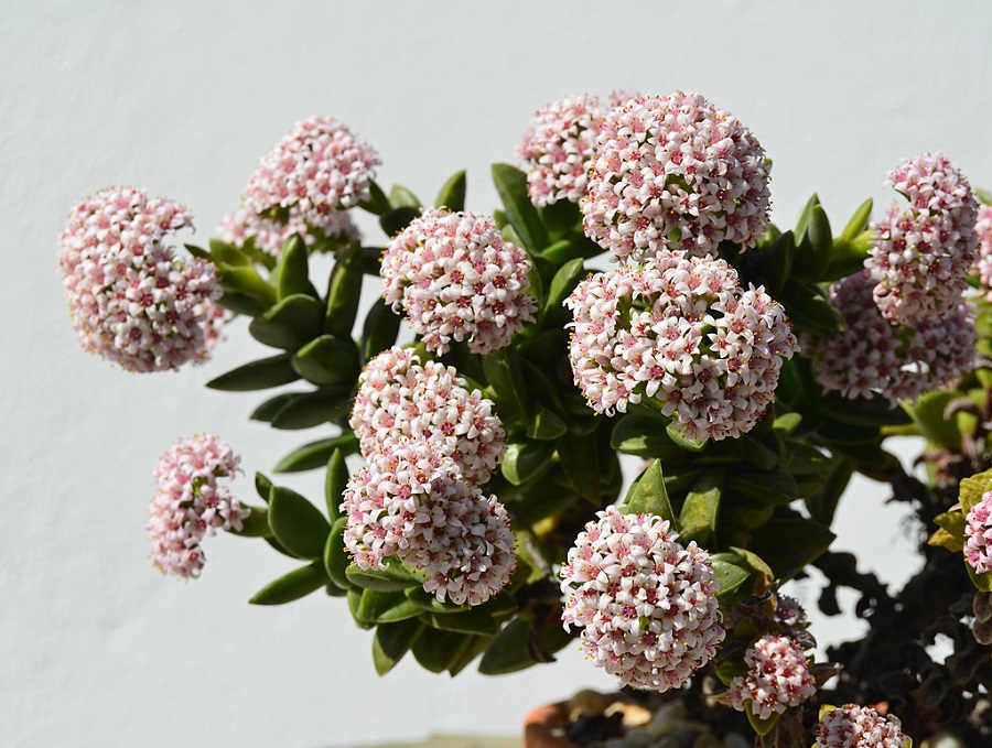 crassula brides bouquet