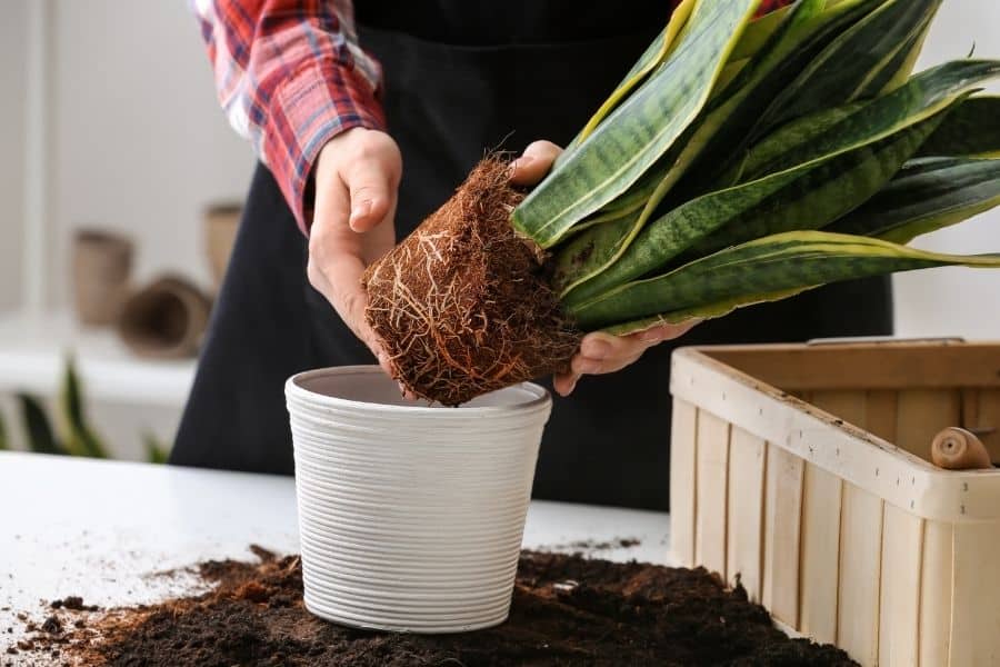 do snake plants like to be root bound