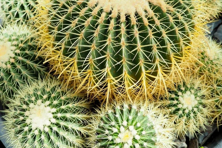 echinocactus