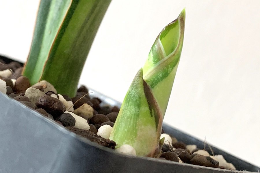 how long does it take a snake plant pup to grow