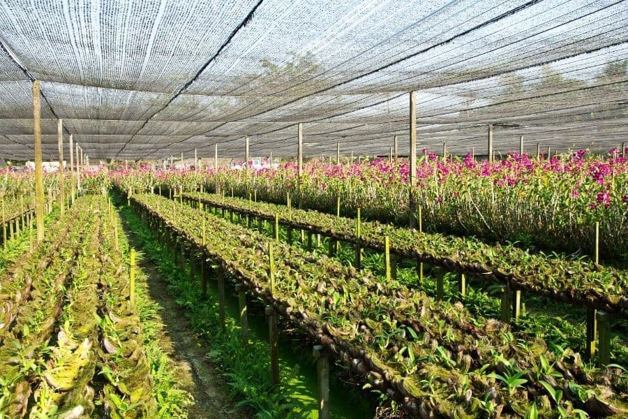 orchid greenhouse