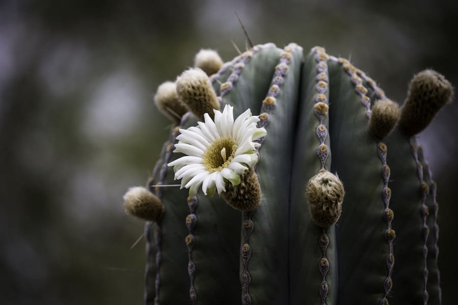 pachycereus