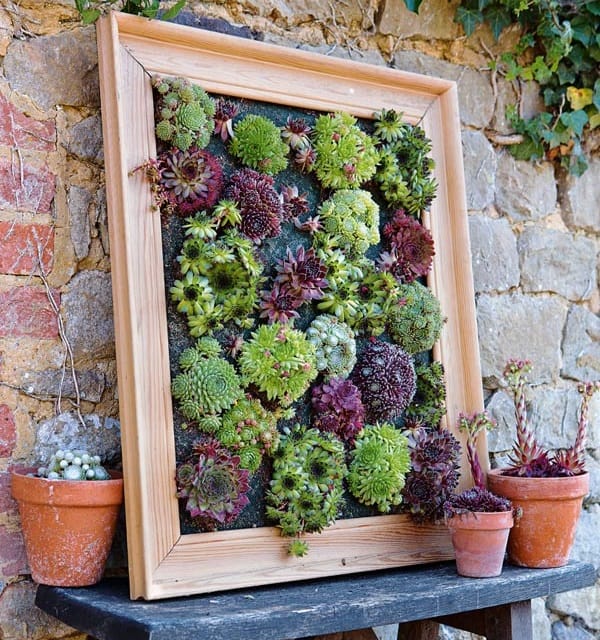 succulent wall planter 1