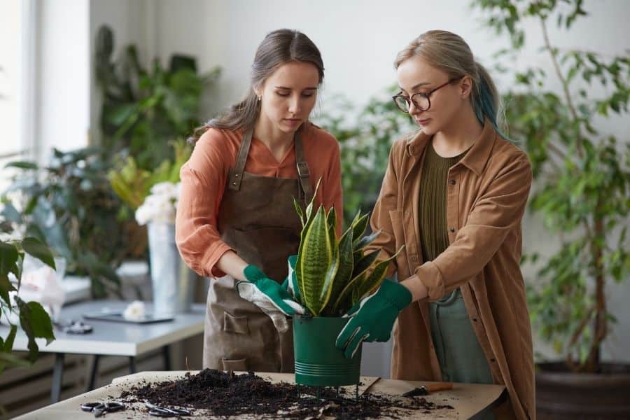 watering snake plant after repotting