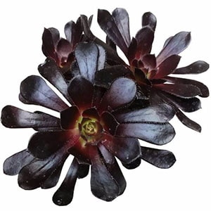 aeonium black rose zwartkopf cr. succulents