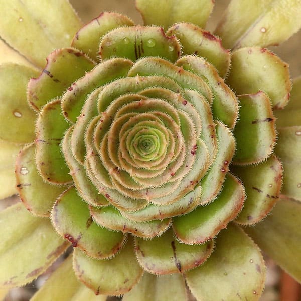 aeonium appendiculatum liz21uk