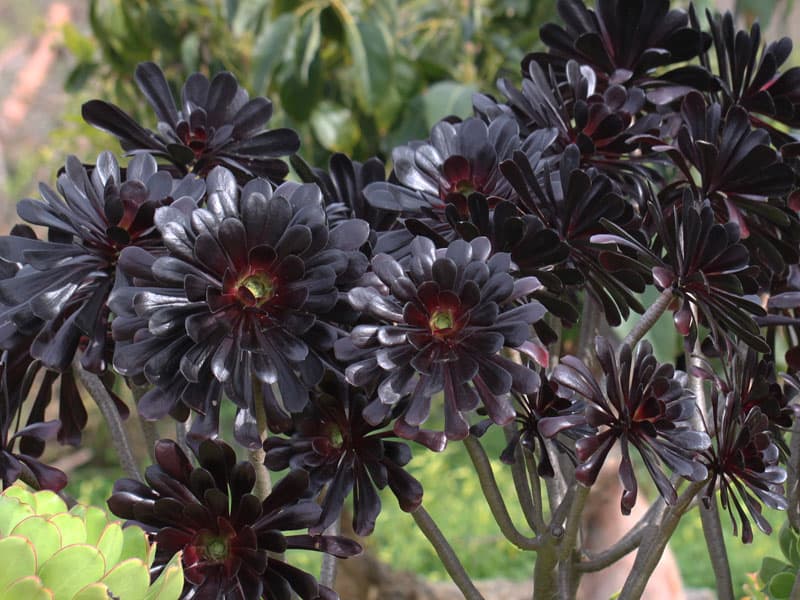 aeonium arboreum cv zwartkop