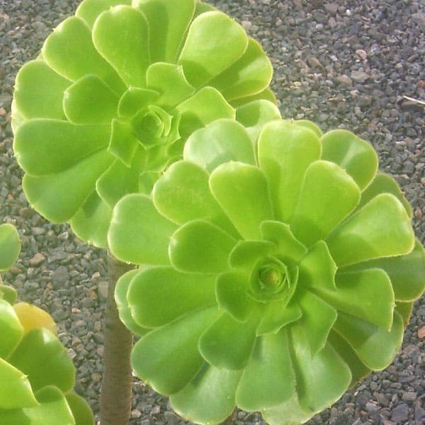 aeonium arboreum s@boten