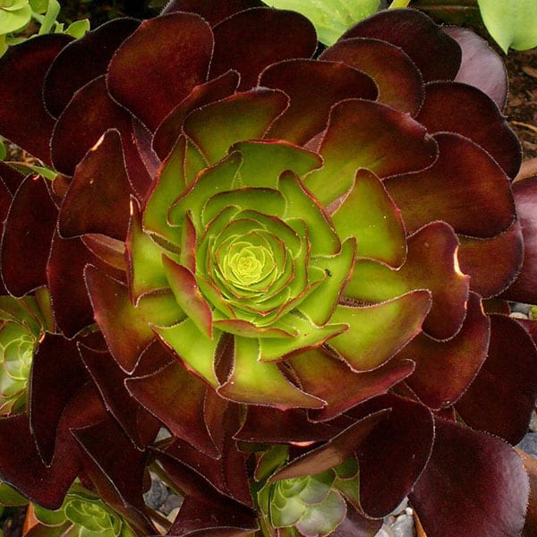 aeonium arboreum var. atropurpureum scott