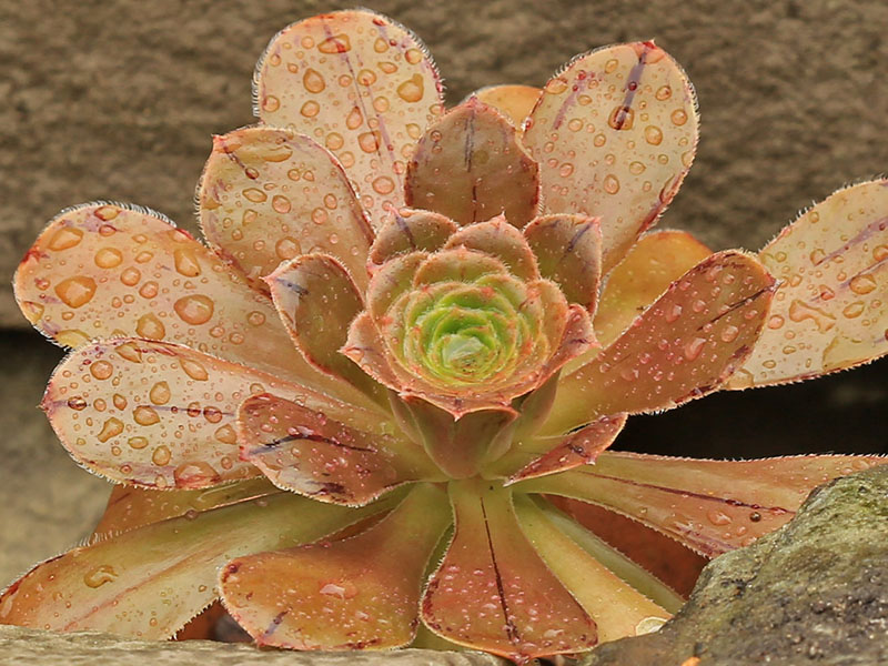 aeonium arboreum var. holochrysum liz21uk