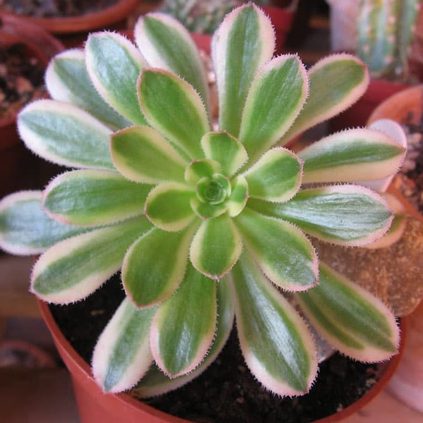 aeonium arboreum var. luteovariegatum bramwellii