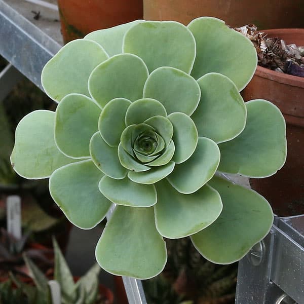 aeonium aureum liz21uk