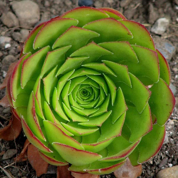 aeonium canariense scott