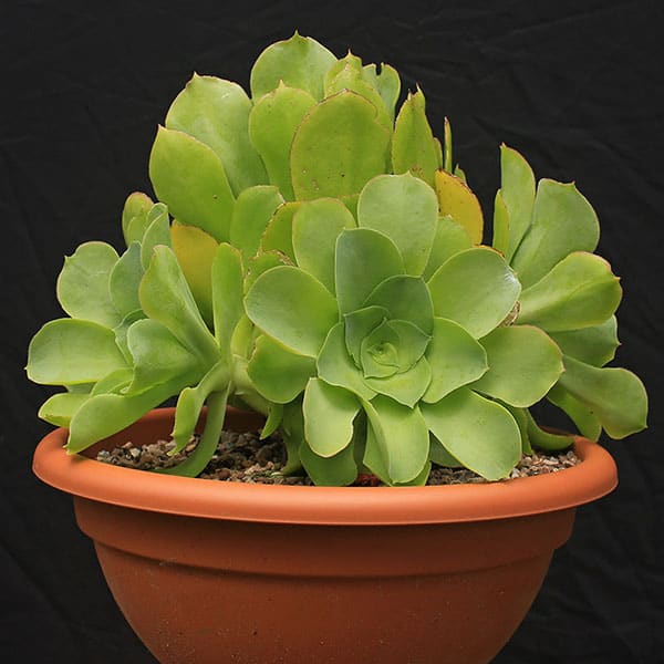 aeonium cuneatum liz21uk