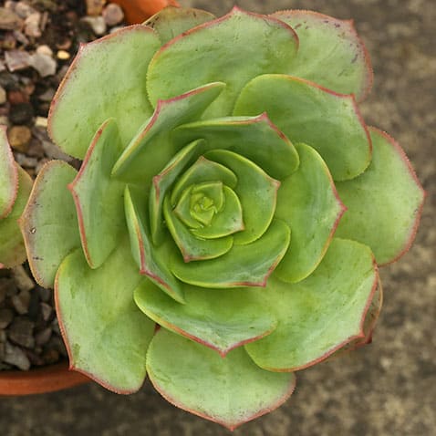 aeonium davidbramwellii liz21uk