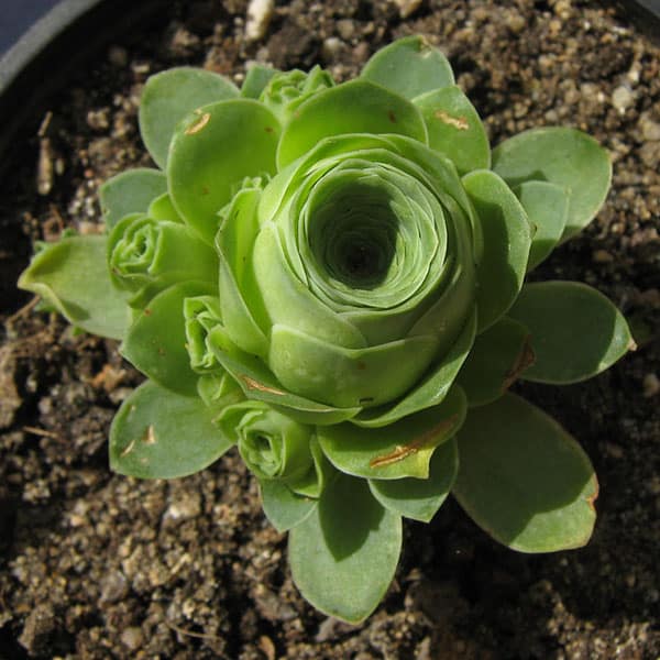 aeonium dodrantale nessy