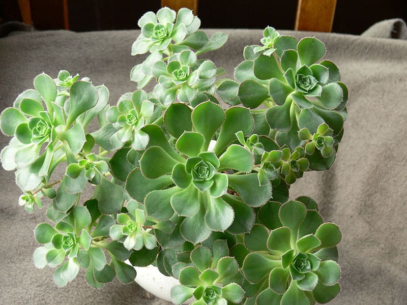 aeonium gomerense peter