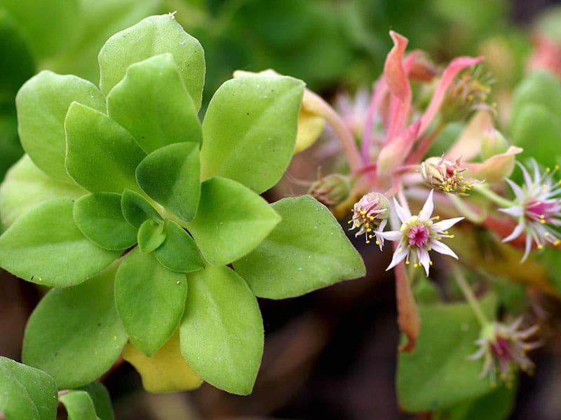 aeonium goochiae magonza