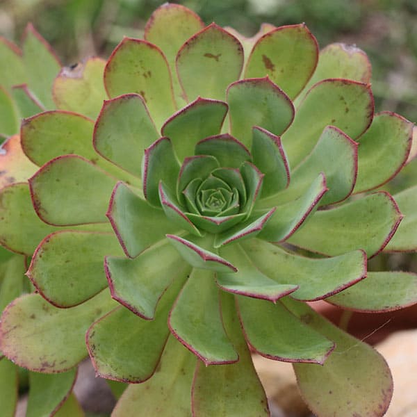 aeonium hierrense alloe.